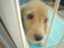 cyokodog