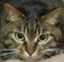 felis_azuri