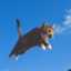 flying-cat