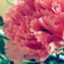 inflorescencia