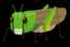 locust0138