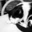nekocube