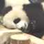 pandachoco