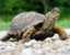 redwingturtle redwingturtle