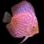 turquoisediscus