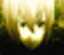 yheld