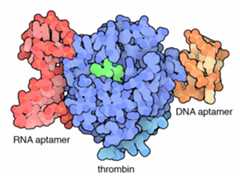 Artificial aptamers that bind to the enzyme thrombin were discovered by artificial evolution of many variant forms of the molecules.