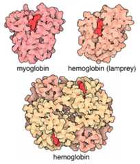 Structures of oxygen-carrying proteins were some of the first structures available in the PDB.