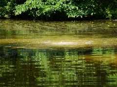 spring bubbling beneath the surface of the water