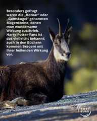 Dieser Alternativtext wurde KI-generiert: Ein Tier mit einem dunklen Fell liegt auf Steinen. Im Hintergrund ist verschwommenes Grün und ein Text zu sehen.