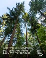 Dieser Alternativtext wurde KI-generiert: Eine Aufnahme zeigt hoch aufragende Bäume, die in den Himmel ragen. Der Blick ist von unten nach oben gerichtet, was die Höhe der Bäume betont.