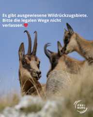 Dieser Alternativtext wurde KI-generiert: Ein Bild zeigt zwei Ziegen mit Hörnern vor einem unscharfen Hintergrund. Der Text im Bild fordert dazu auf, ausgewiesene Wege zu nutzen.