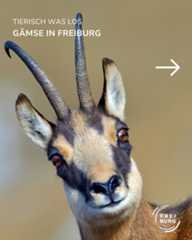 Dieser Alternativtext wurde KI-generiert: Nahaufnahme eines Gems mit großen Hörnern. Im Hintergrund ist ein heller, unscharfer Farbverlauf zu sehen.