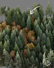 Dieser Alternativtext wurde KI-generiert: Eine dichte Ansammlung von Bäumen bedeckt das Bild. Ein weißer Pfeil zeigt auf einen Baum in der Mitte des Bildes.