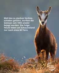 Dieser Alternativtext wurde KI-generiert: Ein Tier mit Hörnern steht inmitten von trockenem Gras. Das Bild ist farbig und enthält Text zum Thema Wildtierschutz.