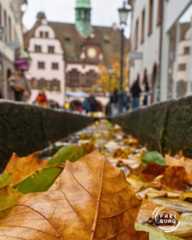 Dieser Alternativtext wurde KI-generiert: Ein Herbstbild zeigt eine Straße mit Gebäuden im Hintergrund. Im Vordergrund sind bunte Blätter zu sehen.