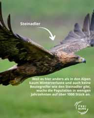 Dieser Alternativtext wurde KI-generiert: Ein großer Vogel im Flug ist zu sehen, der seine Flügel weit ausbreitet. Textfelder enthalten Informationen über den Vogel und seine Population.