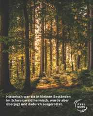 Dieser Alternativtext wurde KI-generiert: Ein Wald mit vielen hohen Bäumen, durch die das Sonnenlicht scheint. Das Bild ist in warmen Farben gehalten.