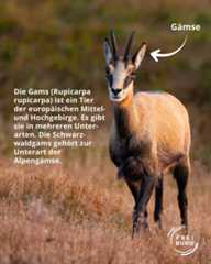 Dieser Alternativtext wurde KI-generiert: Ein Tier mit Hörnern steht in einer bergigen Landschaft. Beschriftungen und Logos befinden sich im Bild.