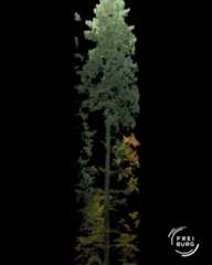 Dieser Alternativtext wurde KI-generiert: Schwarz-weißes Bild eines hohen Baumes vor einem schwarzen Hintergrund. Das Bild wirkt abstrakt und zeigt die Form des Baumes durch unterschiedliche Schattierungen.