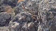 تصاویر بز موش گونه نادر شمال ایران