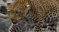 رویارویی پلنگ‌ با اسب آبی را ببینید