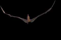 Dinosaur Flying Animation
