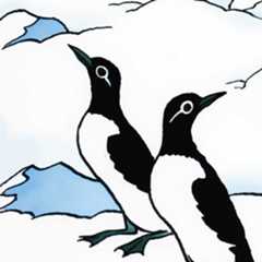 Quand les pingouins d’Hergé perdirent le Nord 