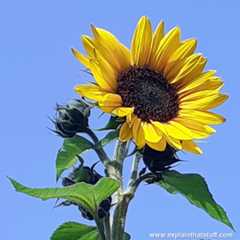 Large yellow sunflower open in front of blue sky