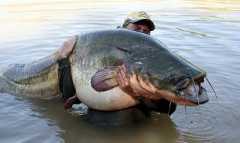 Уловиха огромен сом край Русе