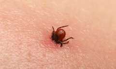 Бум на кърлежи в Пазарджишко