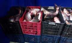 Иззеха тон и половина толстолоб