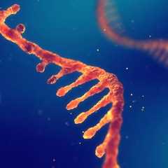 Les chercheurs ont utilisé des ARN messagers codant pour des antigènes spécifiques des tumeurs gastriques. © nobeastsofierce, Adobe Stock