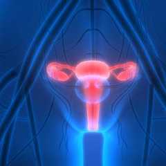 Le cancer de l’ovaire touche un organe essentiel à la procréation, puisque les ovaires produisent des hormones sexuelles féminines, ainsi que les ovocytes. © magicmine, Fotolia