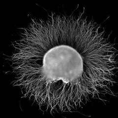 Ganglion nerveux d'un poulet de 7 jours. © Wikipédia CC by sa 2.5