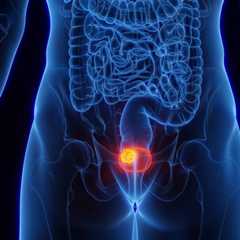 Le cancer de la vessie touche principalement les hommes. © Sebastian Kaulitzki, Adobe stock