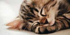 10 Fakta Unik Kucing yang Menarik Diketahui, Pernah Dianggap sebagai Dewa