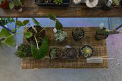 Located in a conjoined storefront, Shop Halo Halo Bakery and Daphne's Botanicals, known collectively as The Botanical Bakeshop, offer a one stop shop for customers looking to decorate their home with colorful plants or grab a sweet treat.