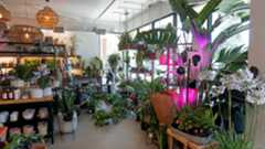 Halo Halo and Daphne’s Botanicals — a pair of new Filipina-owned businesses collectively known as The Botanical Bakeshop —offer pastries, house plants and more at their Southeast Portland shop.