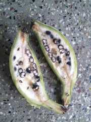 A raw banana chopped in half, displaying the seeds