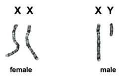 Sex chromosomes XX (female) and XY (male) in humans.