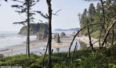 Trees in the foreground with rock formations and cliffs scattered on a beach.
