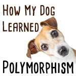 polymorphism