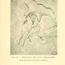 Image of Archaeopteryx lithographica Meyer 1861