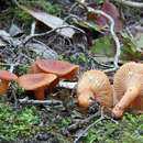 Image of Lactarius lacunarum Romagn. ex Hora 1960