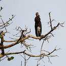 Image of Storm's Stork