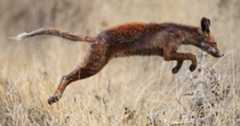 Image of Sarcoptes