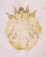 Image of Sarcoptes