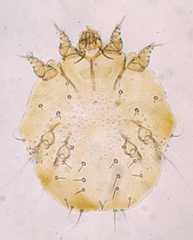 Image of Sarcoptes
