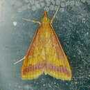 Image of Hyalorista taeniolalis Guenée 1854
